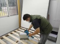 哪些植物能有效除甲醛